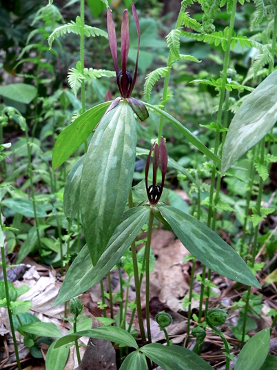 {Trillium lancifolium}